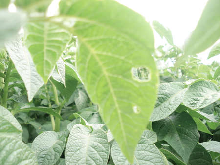 Image of a planted garden of potatoes seen from a hole in a sheetの写真素材