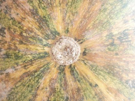 Close up of a pumpkinの写真素材