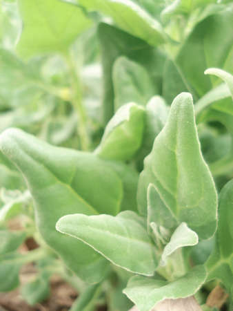 Close up of a spinach leafの写真素材