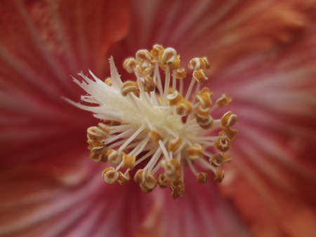 Close up of a red flowerの写真素材