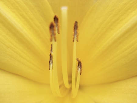 Close up of a yellow flowerの写真素材