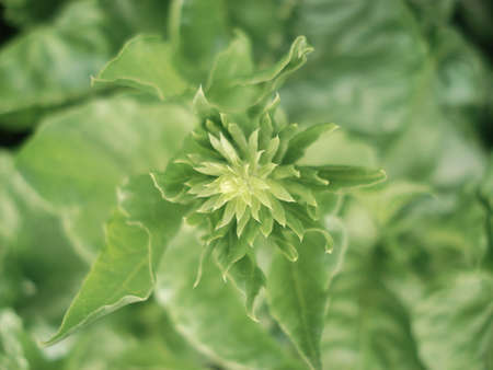 Image of a chardの写真素材