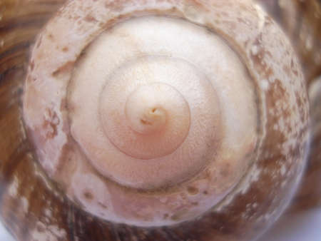 Picture of a conchの写真素材