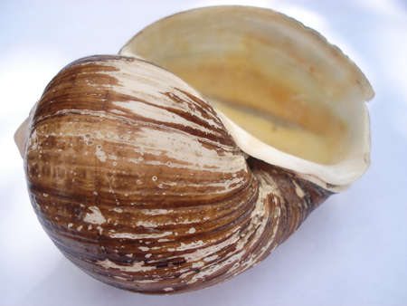 Picture of a conchの写真素材