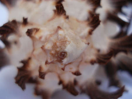 Picture of a conchの写真素材
