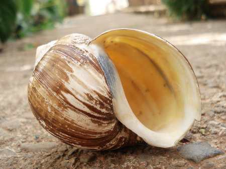 Picture of a conch