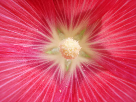 pink flowerの写真素材