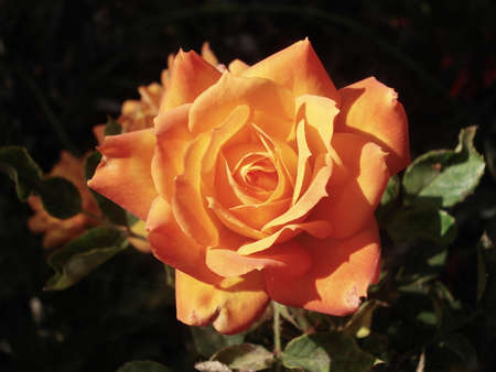 orange roseの写真素材