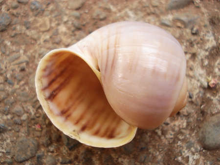 Picture of a conchの写真素材