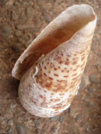 Picture of a conchの写真素材