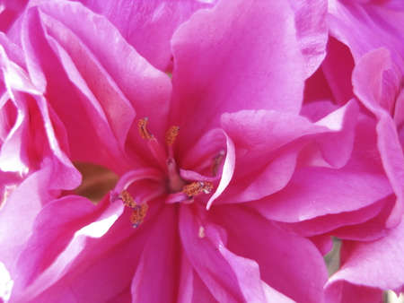 pink flowerの写真素材