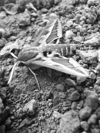 Butterflyの写真素材