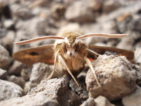 Butterflyの写真素材