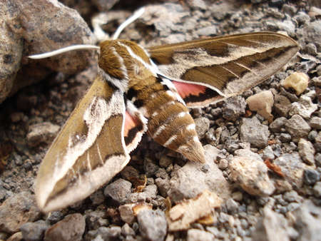 Butterflyの写真素材