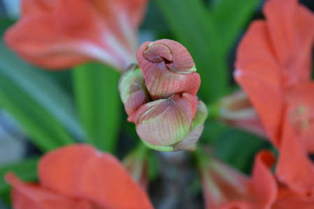 Image of a red flower budの写真素材