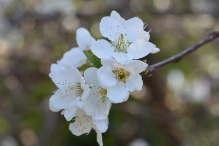 Plum blossomの写真素材