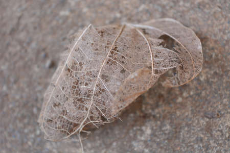 Image of a dry leaf on the groundの写真素材