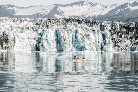 Beautiful Glacier Lagoon Background and cute seal. Jokulsarlon, Iceland.のeditorial素材