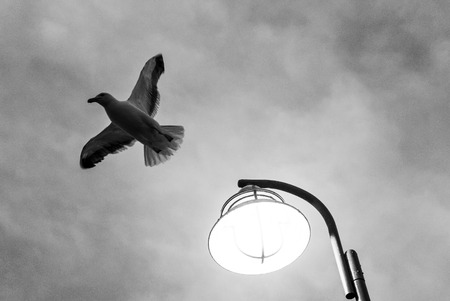 One lonely seagull flying away from light spot on black and white background.の写真素材