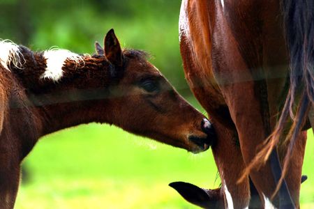 Foal and Mareの写真素材