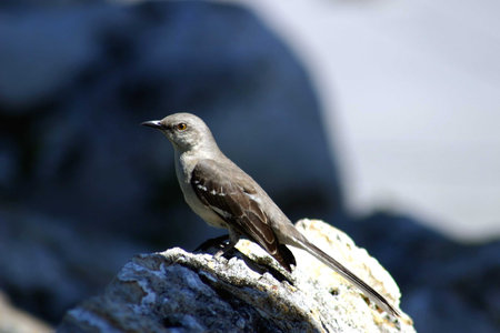 Mockingbirdの写真素材