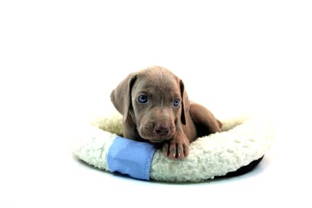 Weimaraner Pupの写真素材