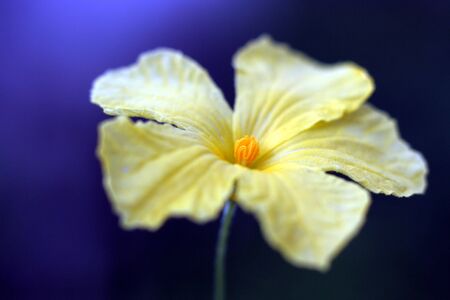 Flowerの写真素材