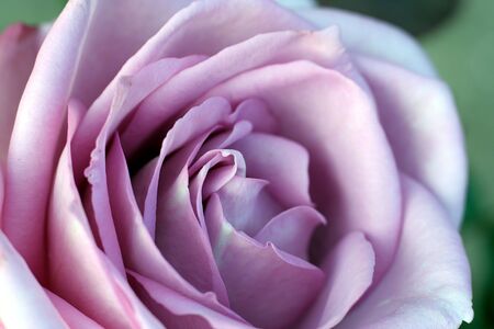 Purple Roseの写真素材