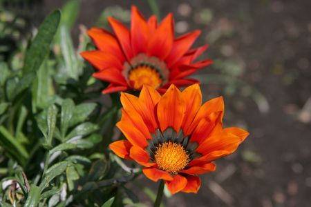 Orange colored flowersの写真素材