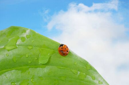 Ladybug on a leaf against blue skyの写真素材