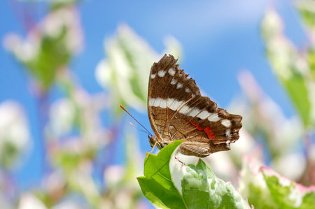 Single butterfly resting on a tree leaf