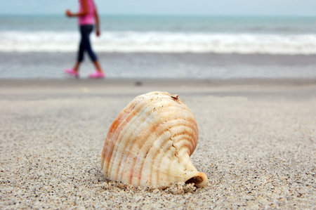 small sea shell on a tropical beach with girl silhouette in the background