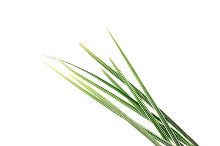 Thin leaves isolated on whiteの写真素材