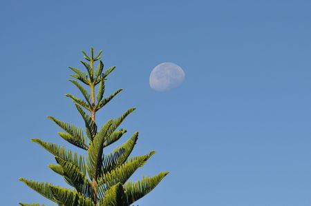 Pine tree and moon during the day hoursの写真素材