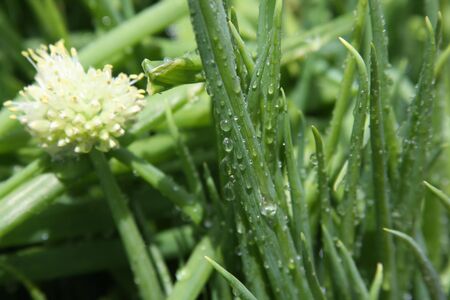 Spring onion leaves with rain dropsの写真素材