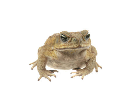 Frog isolated on a white background