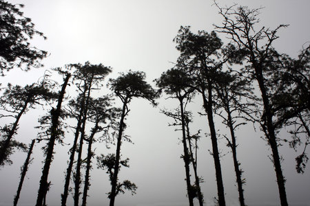 Wide angle shot of some trees in a foggy morningの写真素材
