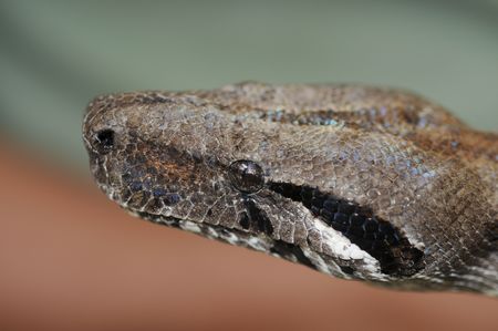 Macro shot of a boa constrictor  snake headの写真素材