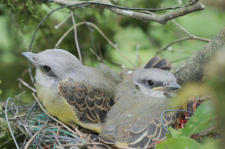 Two young birds in a nest