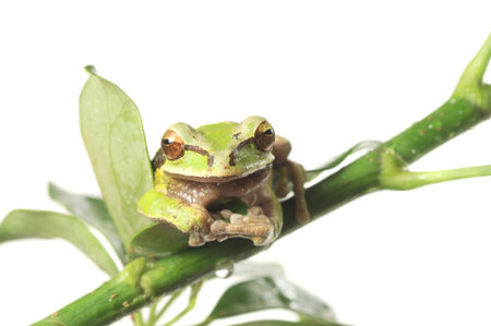 Rain forest tree frog isolated on white