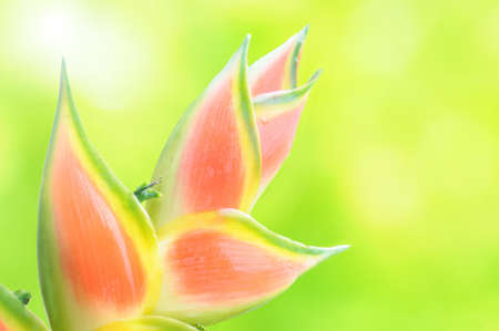 Heliconia Flower with a lush green backgroundの写真素材