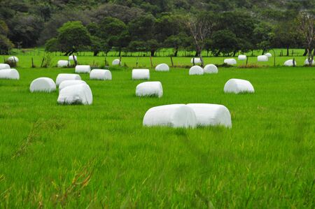 Beautiful pasture field with hay bale rolls の写真素材