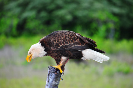Beautiful Bald Eagle (Haliaeetus leucocephalus) on top of a fence post