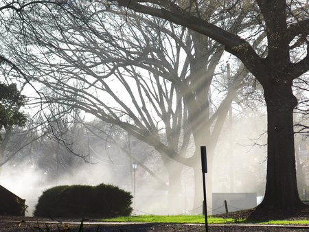 Foggy morning showing the sunlight in a rural road side