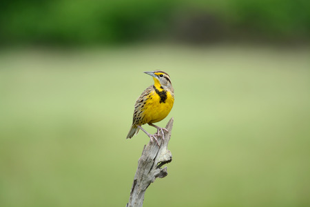 Beautiful Eastern Meadowlark male perched on a fence postの写真素材