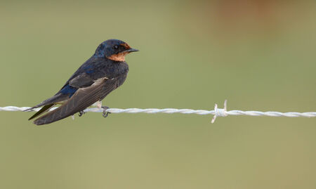Barn Swallow perched on a barbwire fence lineの写真素材