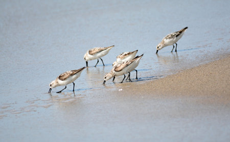 Small flock of Semipalmated Sandpipers feeding at a beach in Panama