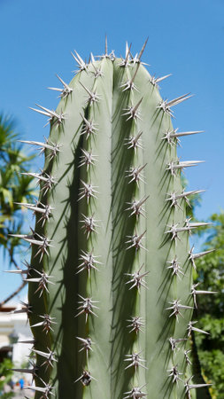 Top of a cactus plant against a bright blue sky