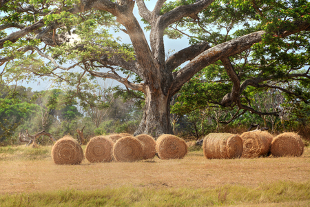 Hay bales below a huge tree in a farm field with sun rays shining throughの写真素材
