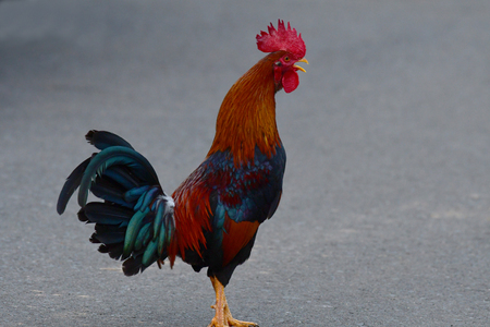 Fighting Cock crowing at day breakの写真素材